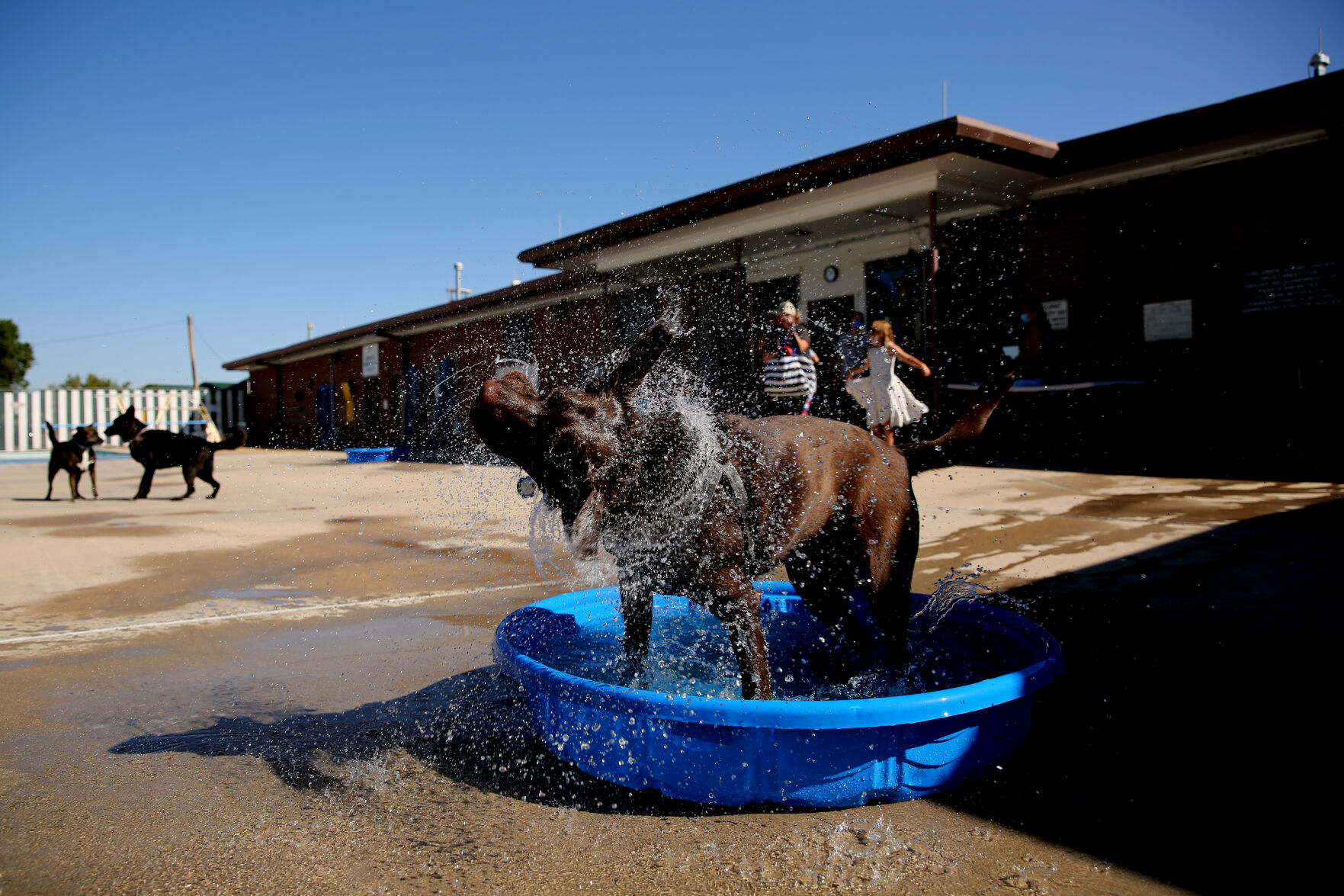 091320-news-dogsplash 6.jpg